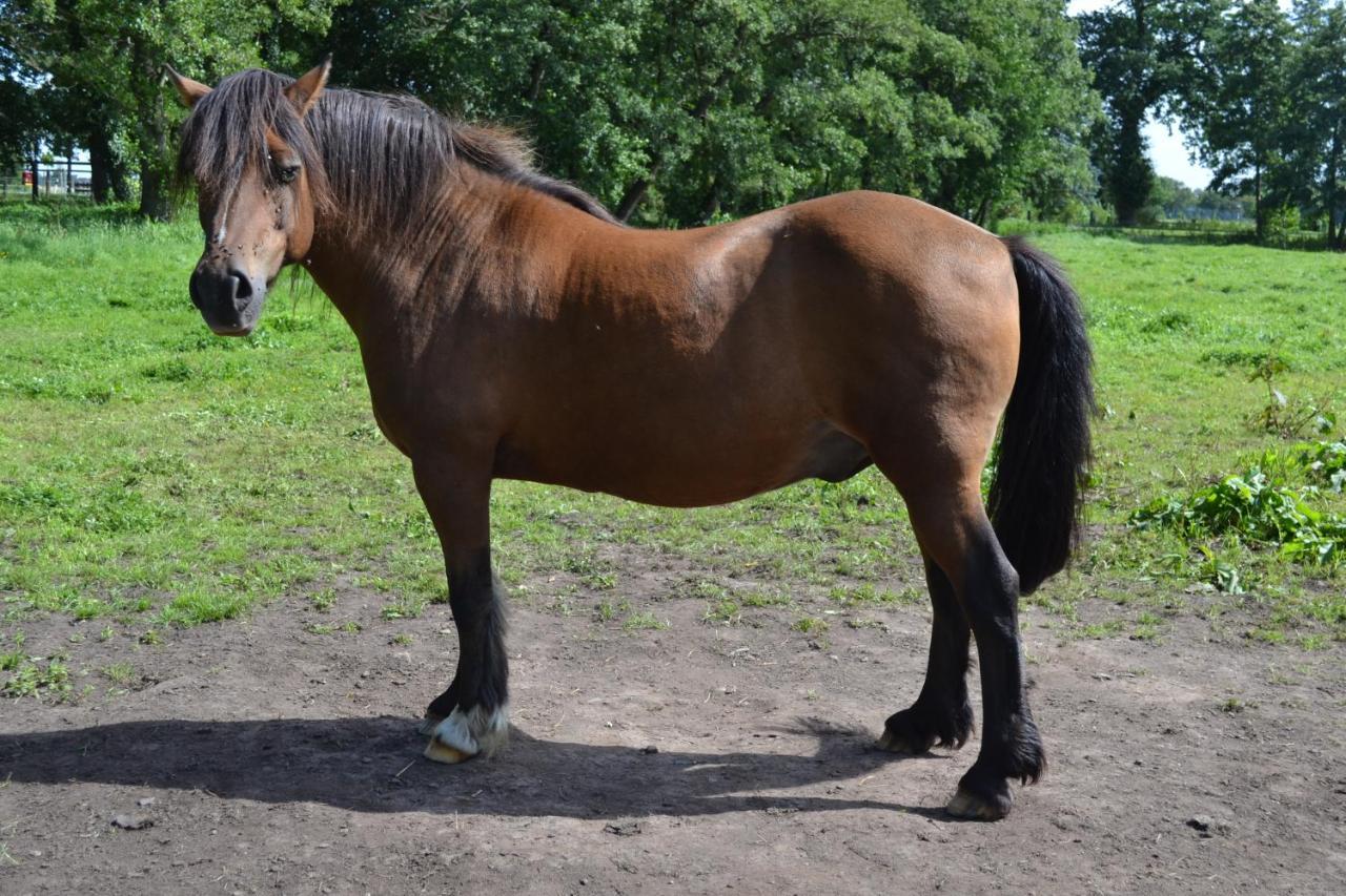 Ferienwohnung Suderfeld Brake  Kültér fotó